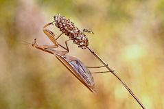 Schwebfliege (Syrphidae)...