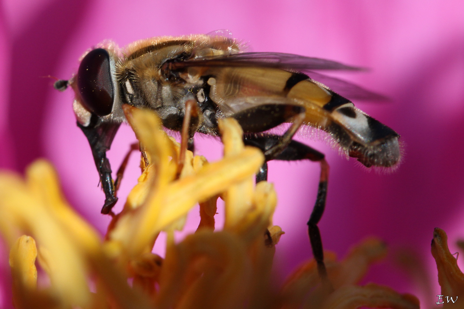 Schwebfliege (Syrphidae) bei der Nektarsuche