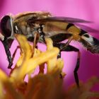 Schwebfliege (Syrphidae) bei der Nektarsuche