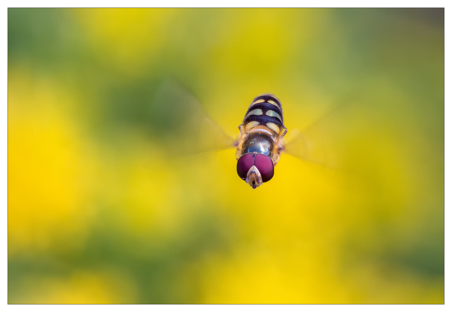  Schwebfliege Syrphidae