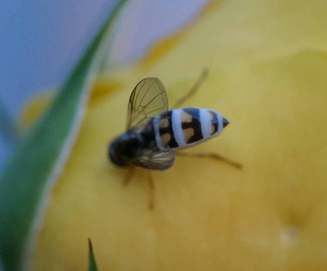 Schwebfliege - Syrphidae - Melanostoma sp. mit Parasit Entomophthora muscae