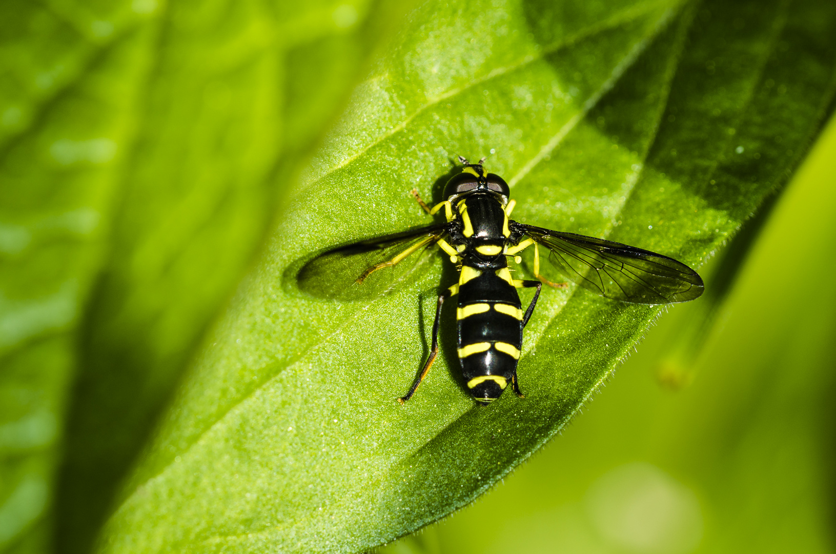 Schwebfliege (Syrphidae spec.)