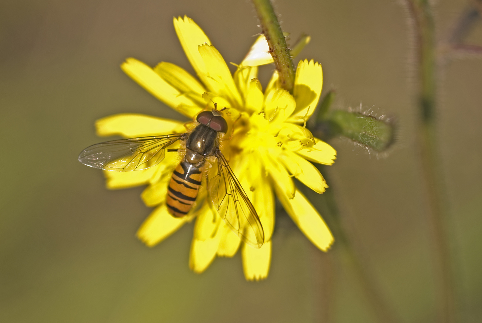 Schwebfliege (Syrphidae spec,)