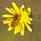 Schwebfliege (Syrphidae spec,)