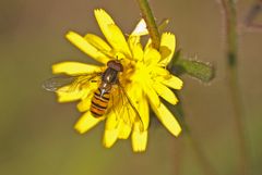 Schwebfliege (Syrphidae spec,)