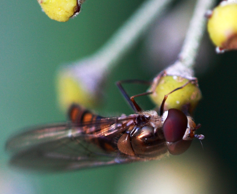 Schwebfliege (Syrphus)