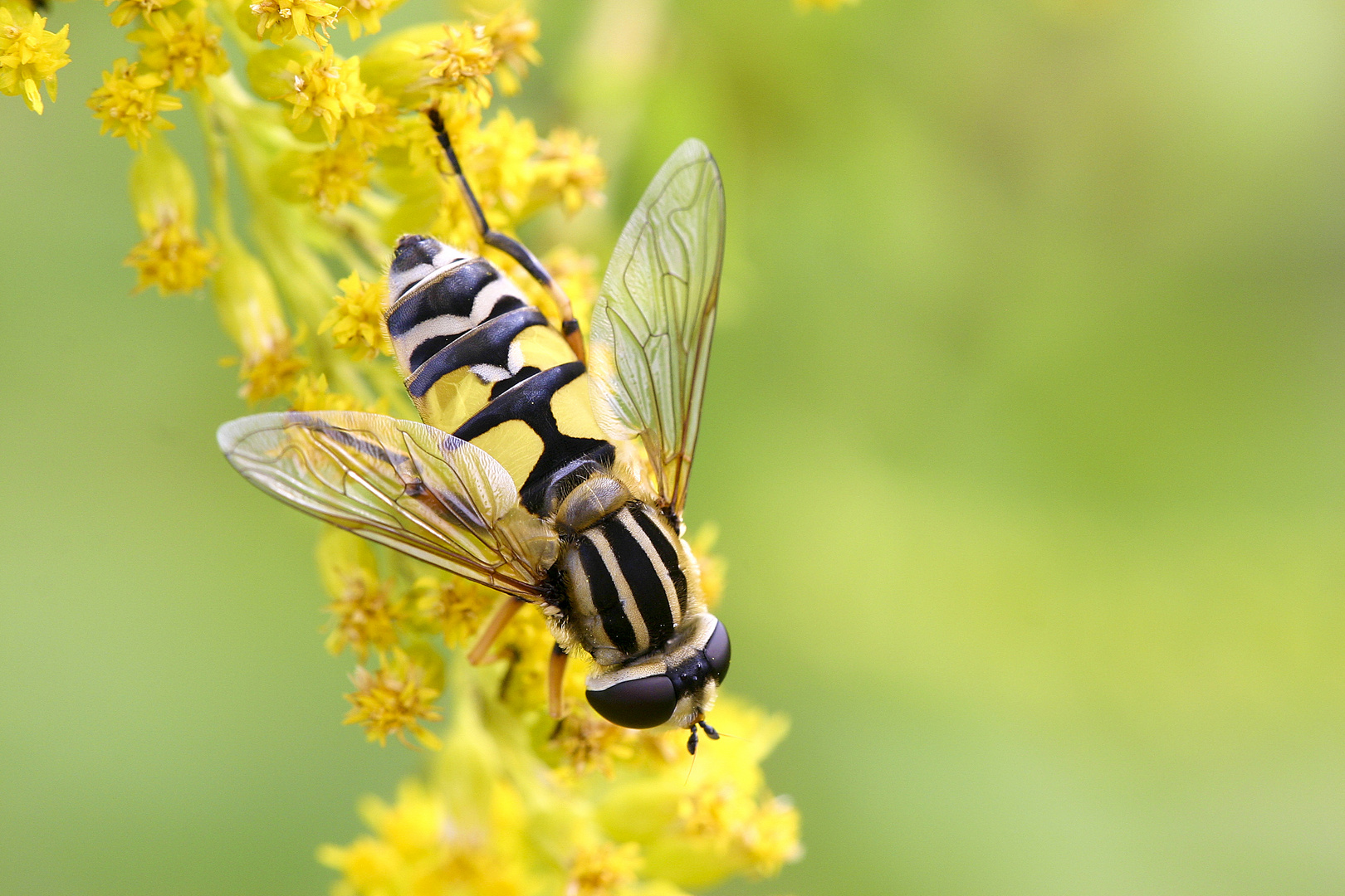 Schwebfliege (Syrphus ribesi)