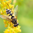 Schwebfliege (Syrphus ribesi)