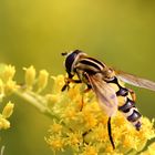 Schwebfliege (Syrphus ribesi)