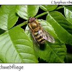 Schwebfliege - Syrphus ribesii