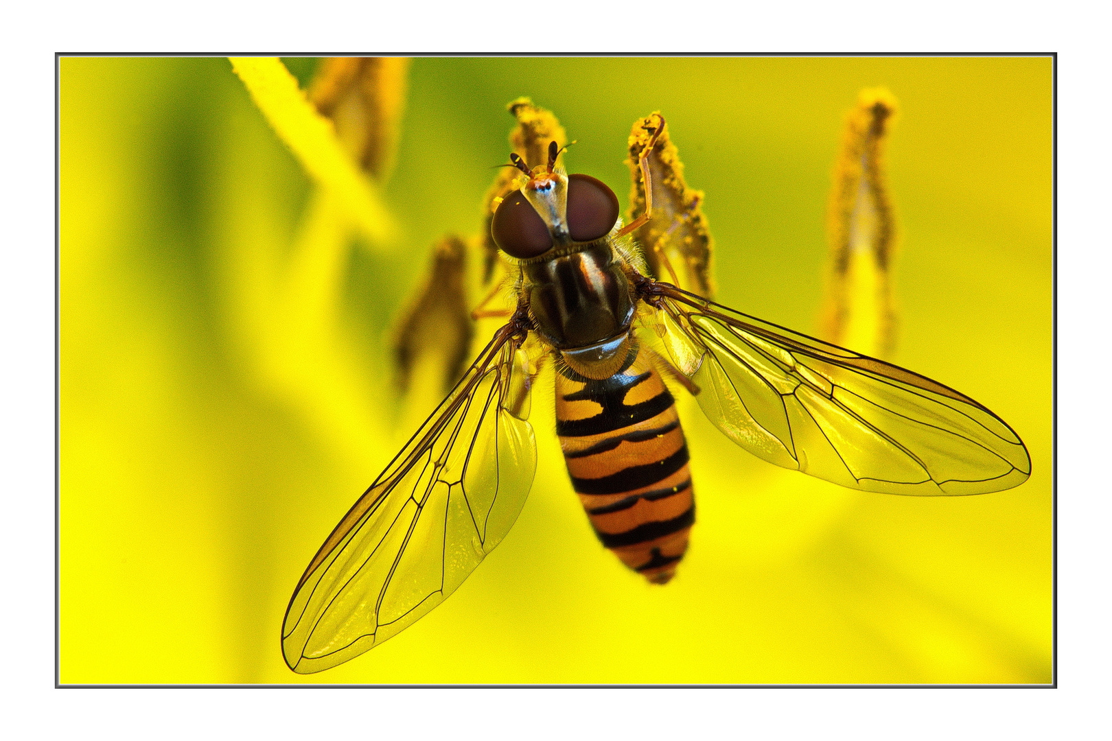 Schwebfliege (THEMENTAG: Blühpflanzenbesucher)