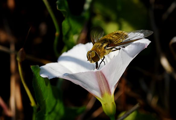Schwebfliege trifft auf Acker-Winde  (Convolvulus arvensis)