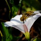 Schwebfliege trifft auf Acker-Winde  (Convolvulus arvensis)