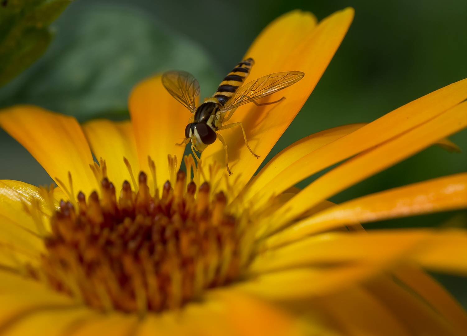 ~ Schwebfliege trifft auf Ringelblume ~