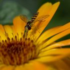 ~ Schwebfliege trifft auf Ringelblume ~