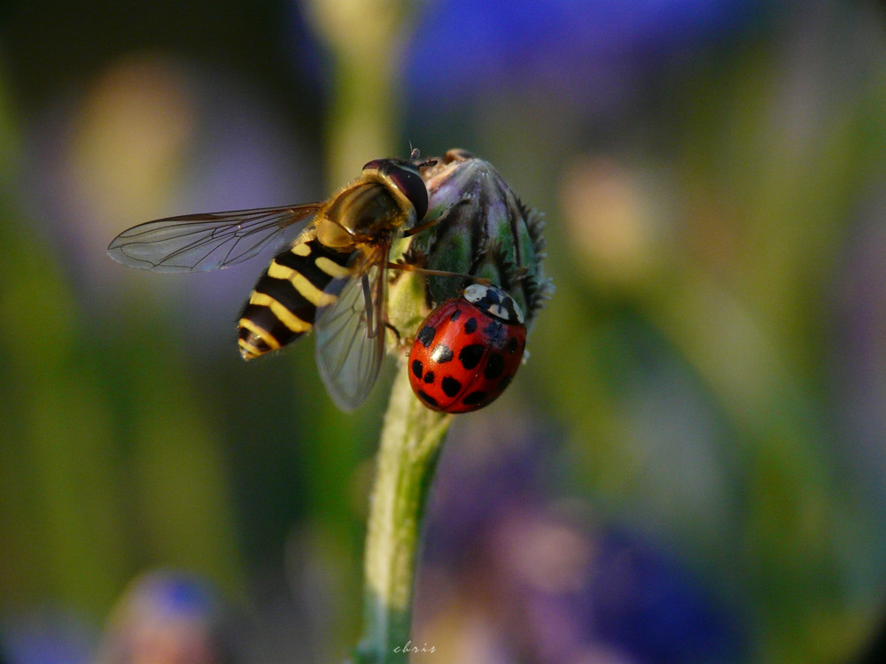 Schwebfliege trifft Marienkäfer