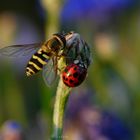 Schwebfliege trifft Marienkäfer