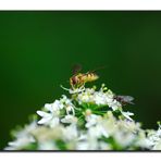 Schwebfliege trifft Stubenfliege