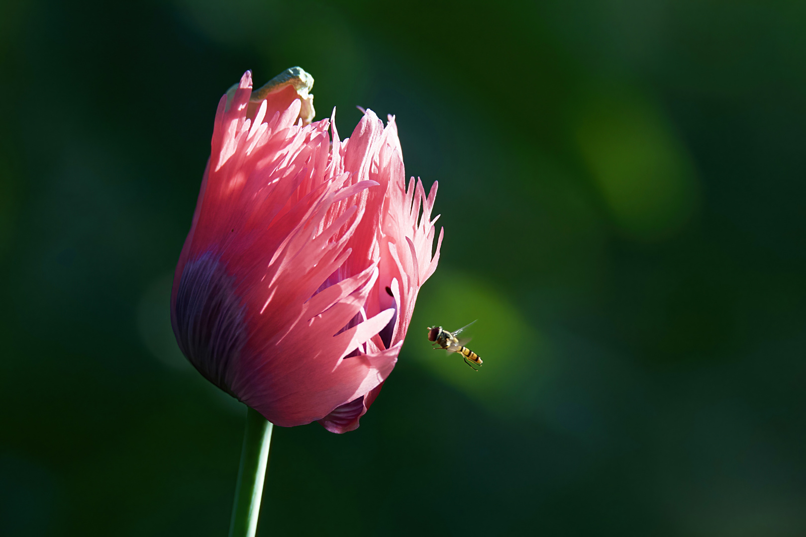 Schwebfliege trifft Tulpe