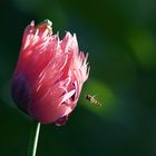 Schwebfliege trifft Tulpe