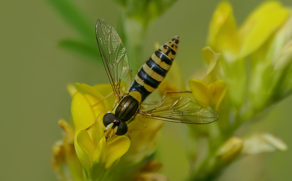 Schwebfliege unbekannt