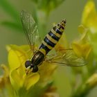 Schwebfliege unbekannt