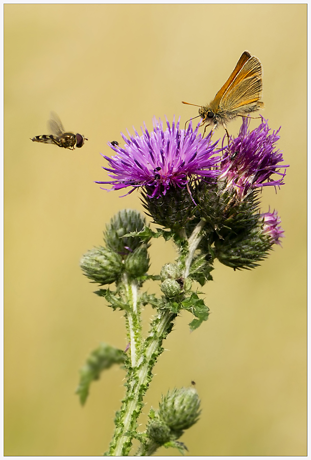 Schwebfliege und Dickkopffalter