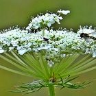 Schwebfliege und Hormiga (Hoverfly y hormiga)