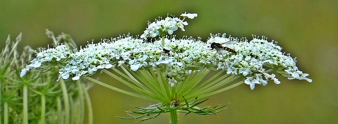 Schwebfliege und Hormiga (Hoverfly y hormiga)