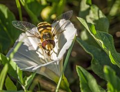 Schwebfliege und ihr Frühstückstischblütenkelch