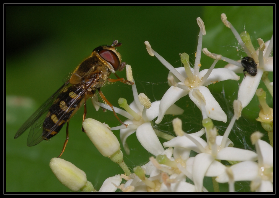 Schwebfliege und Käfer