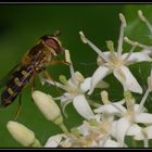 Schwebfliege und Käfer