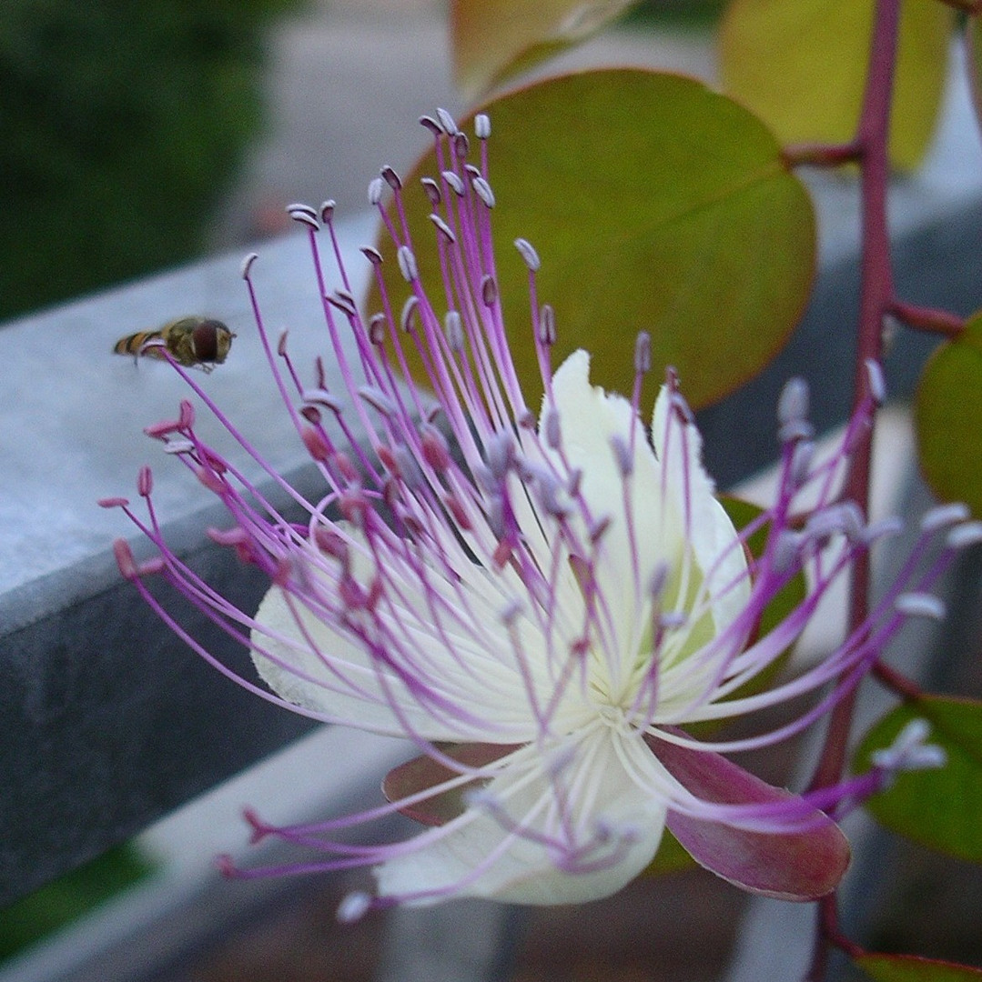 Schwebfliege und Kapernblüte