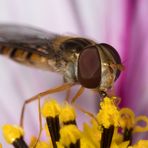 Schwebfliege (...und keine Wespe) bei der Nahrungsaufnahme