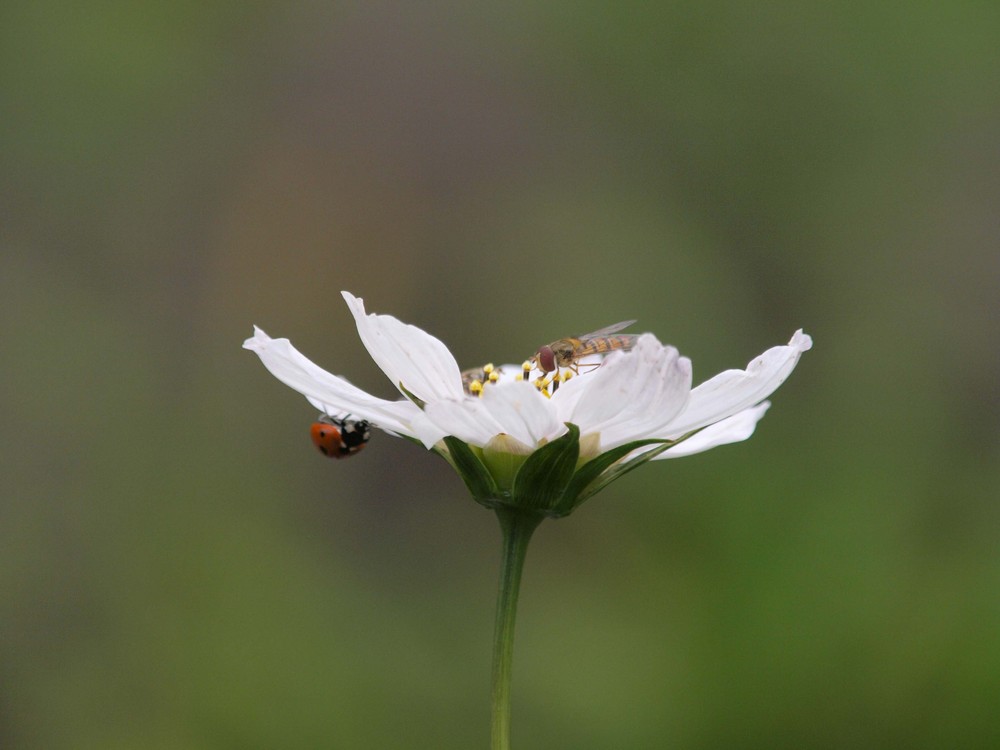 Schwebfliege und Marienkäfer auf Blüte