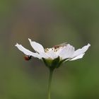 Schwebfliege und Marienkäfer auf Blüte