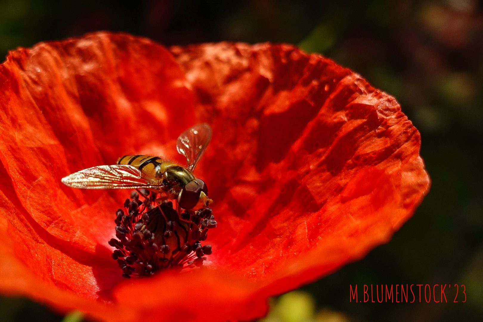 Schwebfliege und Mohn