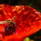 Schwebfliege und Mohn