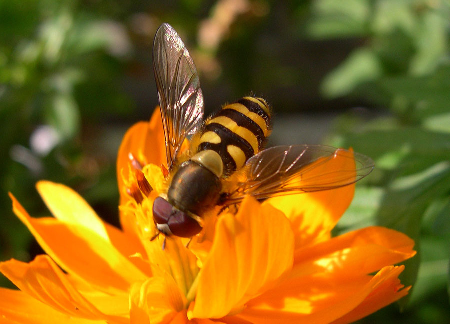 Schwebfliege und Schmuckkörbchen