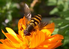 Schwebfliege und Schmuckkörbchen