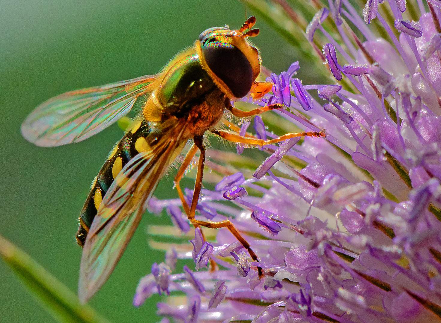 Schwebfliege und Wilde Karde