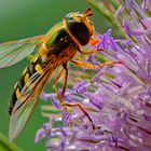 Schwebfliege und Wilde Karde