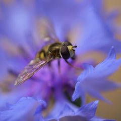 Schwebfliege versinkt in Kornblume