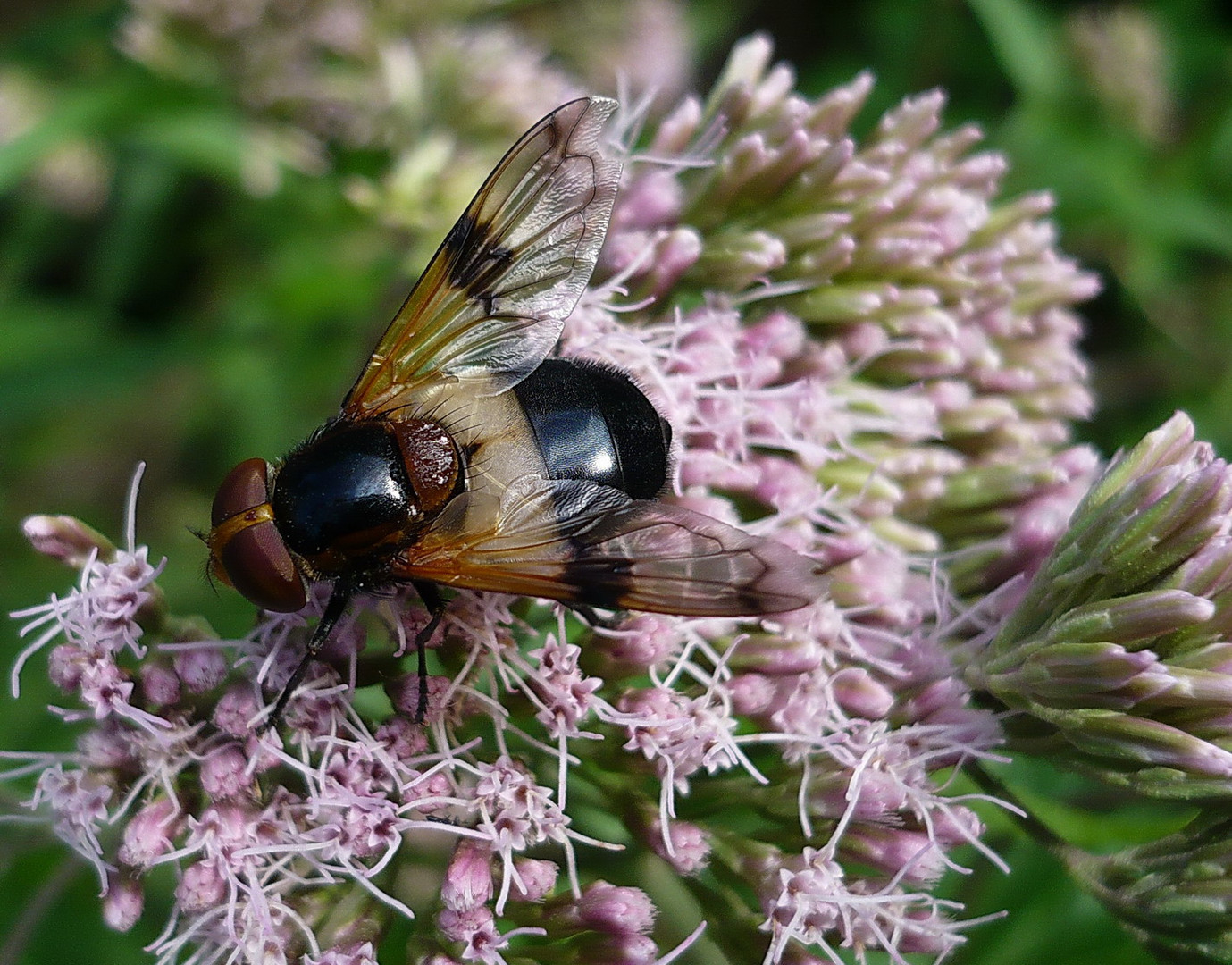 Schwebfliege ( Volucella pellucens )