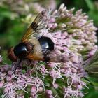 Schwebfliege ( Volucella pellucens )