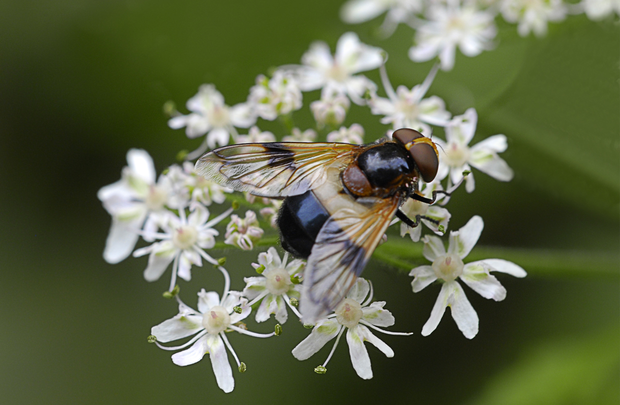 Schwebfliege (Volucella pellucens )