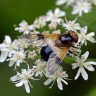 Schwebfliege (Volucella pellucens )