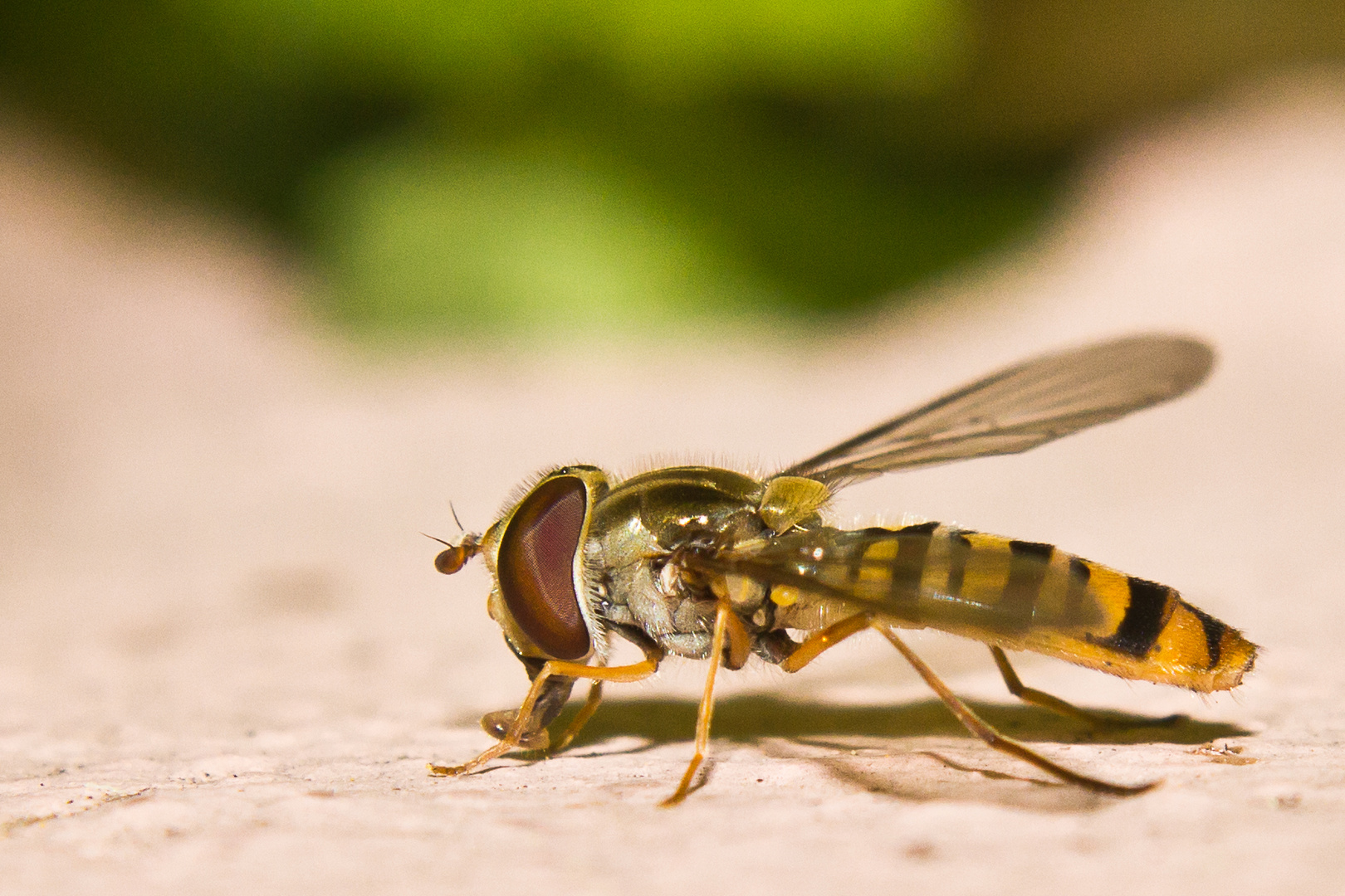 Schwebfliege von der Seite