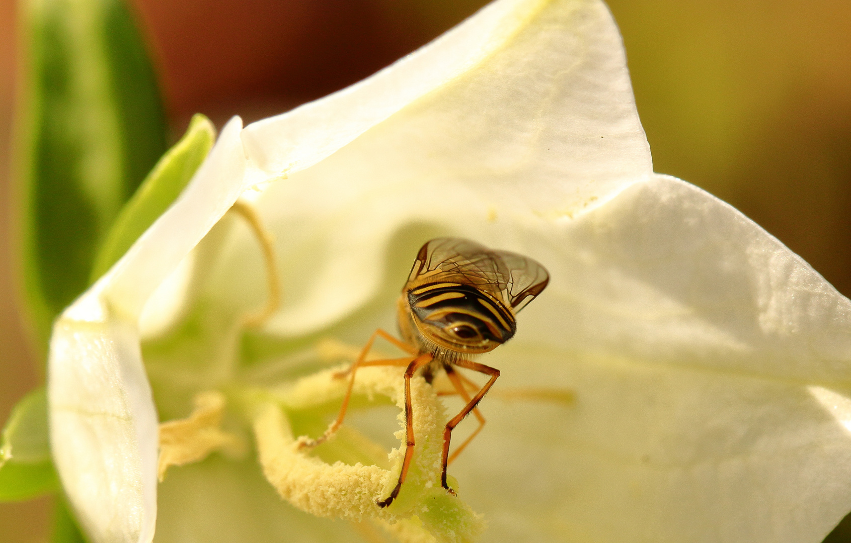 Schwebfliege von hinten