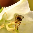 Schwebfliege von hinten